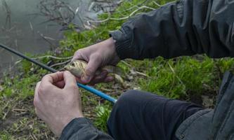 poisson, carassin, dans la main du pêcheur.poisson pêché dans la rivière. photo