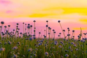 champ de fleurs d'herbe blanche au coucher du soleil coloré. photo