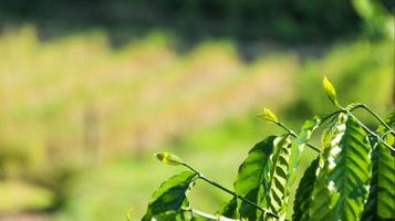 Vue rapprochée des feuilles vertes du haut du caféier avec arrière-plan flou photo