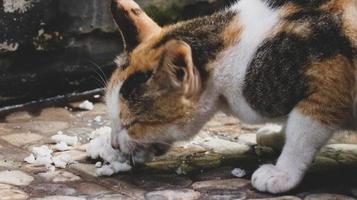 photo d'un chat errant mangeant des craquelins.