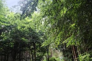 belle vue sur une forêt verte dense avec une lumière du soleil brillante projetant une ombre profonde photo