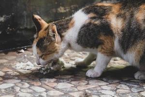 photo d'un chat errant mangeant des craquelins.