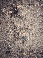 plusieurs coquilles d'arachide éparpillées sur le sable de la plage. t photo