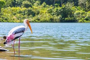 un seul grand oiseau marche seul à la recherche de nourriture photo