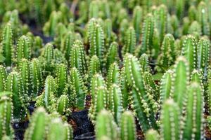 gros plan vert petite plante de cactus photo