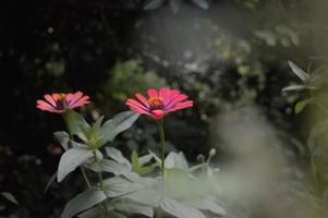 fleurs qui fleurissent dans le jardin photo