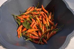 piments rouges frais que les agriculteurs viennent de récolter photo