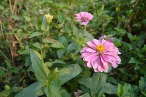 fleurs qui fleurissent dans le jardin photo