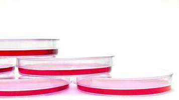 concept de culture biologique de cellules. culture cellulaire à l'enceinte de sécurité, faire une recherche en laboratoire.