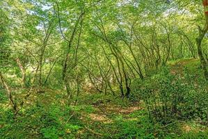 photos d'une randonnée à travers une forêt verte dense le long d'un lit de rivière asséché dans le parc naturel de skarline en istrie