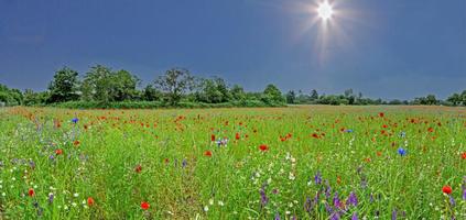 vue panoramique sur le champ de fleurs colorées au printemps photo