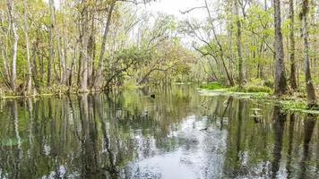 photo de la jolie rivière suwannee et de la forêt d'état twin rvers en floride au printemps pendant la journée