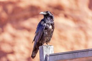image portriat d'un oiseau corbeau pendant la journée photo