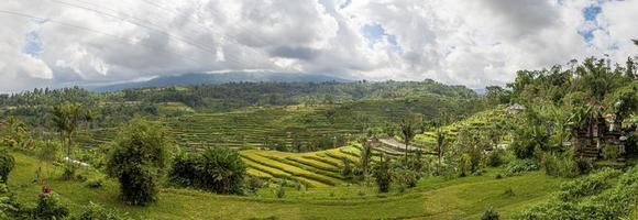 vue sur les terrasses de riz typiques de l'île de bali en indonésie photo