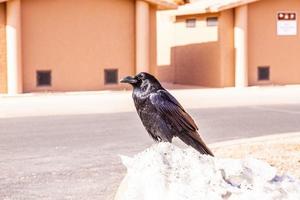 image portriat d'un oiseau corbeau pendant la journée photo