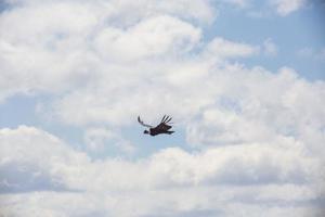 photo d'un condor volant prise en patagonie en octobre 2017