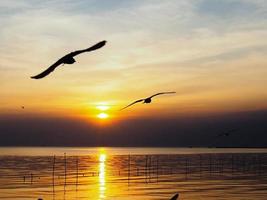 vol d'oiseaux vole au-dessus de la surface de la mer. oiseau volant vers son nid dans la mer naturelle et fond de ciel doré pendant le beau coucher de soleil. photo