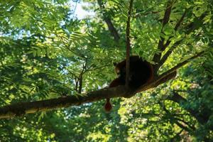 gros plan d'un koala, phascolarctos cinereus, sur un arbre au zoo de bojnice en slovaquie. koala à l'extérieur. photo