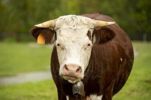 portrait d'une vache tachetée brune regardant dans l'appareil photo