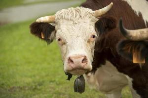 portrait d'une vache tachetée photo