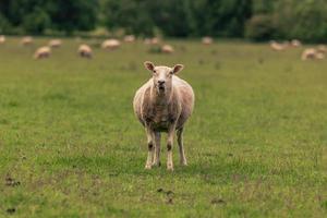 bovins à la campagne dans la vieille ville rurale de lacock, en angleterre. photo