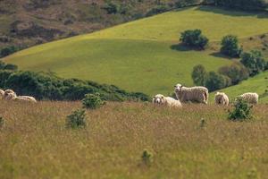 moutons dans les champs de cornouailles, angleterre. photo