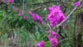 belles fleurs de bougainvilliers sur fond d'arbres verts photo