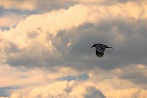 beau corbeau survolant les anciennes ruines du site druidique de stonehenge dans la plaine de salisbury, en angleterre. photo