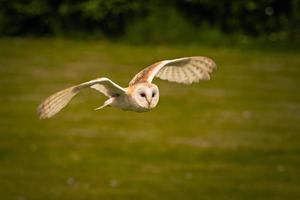 chouette oiseau lors d'une foire médiévale au château médiéval épique d'arundel, en angleterre. photo