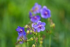 géranium sanguin des prés dans la forêt photo