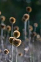 echinops sec sur le bacground estompé photo