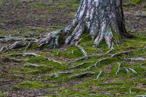 racines d'arbres dans la forêt photo