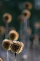 echinops sec sur le bacground estompé photo