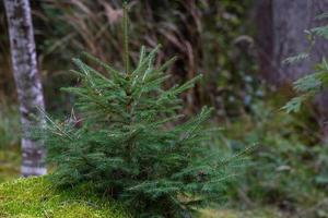 forêts de conifères vertes photo