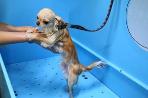 drôle de chihuahua prenant une douche dans un salon de toilettage. main de femme toiletteur baignant un chien. fourrure mouillée. lavage professionnel, hygiène, bien-être, procédures de spa du concept d'animaux. fermer photo