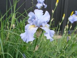 iris germanique. gros plan d'iris barbu de fleurs dans le jardin. une plante aux fleurs impressionnantes, décoration de jardin. photo