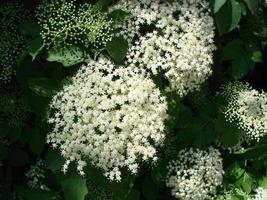 Sambucus nigra aîné noir aîné européen sureau européen sureau noir européen elde commun photo