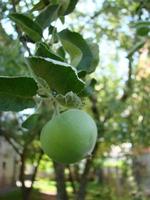 pommes vertes sur l'arbre. branche de pomme avec des fruits. agriculture, bio, naturel photo