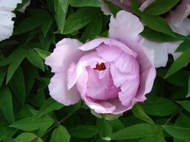 pivoine arborescente paeonia suffruticosa dans le parc. tête d'une fleur de pivoine rose pâle. paeonia suffruticosa photo