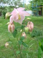 aquilegia formosa, ancolie cramoisie, ancolie occidentale ou ancolie rouge. ancolie dans un jardin verdoyant photo