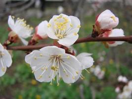 fond de fleur de printemps avec abricot. belle scène de la nature avec arbre en fleurs et ciel bleu photo