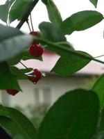 cerises mûres suspendues à une branche de cerisier. gouttelettes d'eau sur les fruits, verger de cerisiers après la pluie photo