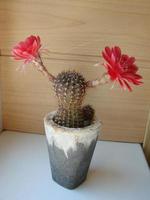 grande fleur rouge sur le cactus hérisson dans un pot à la maison. deux fleurs en même temps, plante épineuse en fleurs photo