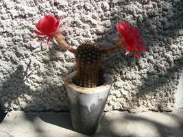 grande fleur rouge sur le cactus hérisson dans un pot à la maison. deux fleurs en même temps, plante épineuse en fleurs photo