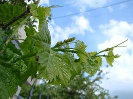 floraison d'une vigne. jeunes branches de raisins avec pédoncules sur le point de fleurir au printemps photo