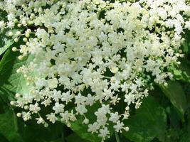 Sambucus nigra aîné noir aîné européen sureau européen sureau noir européen elde commun photo