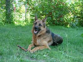 gros plan d'un chien de berger allemand avec des yeux intelligents et une langue pendante. le chien joue et se repose photo