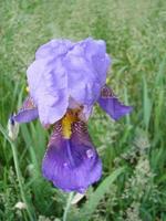 iris germanique. gros plan d'iris barbu de fleurs dans le jardin. une plante aux fleurs impressionnantes, décoration de jardin. photo