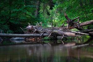 petite rivière forestière en été avec fond vert photo