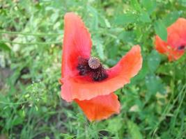 fleurs de pavot rouge avec une abeille et des champs de blé sur le fond. Papaver rhoeas pavot commun photo